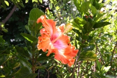 Hibiscus
