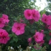 Hibiscus moscheutos 'Disco Belle F1 Rose'
