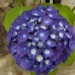 Hydrangea macrophylla