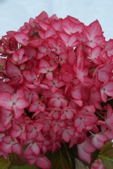 Hortensia 'salsa', Hortensia
