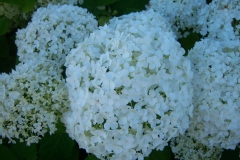 Hydrangea arborescens 'Annabelle'