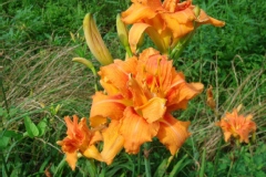 Hemerocallis 'Kwanso Flore Pleno'
