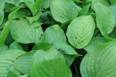 Hosta, Funkia, Hosta 'royal standard', Funkia 'royal standard'