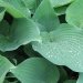 Hosta 'blue angel', Funkia 'blue angel', Hosta, Funkia