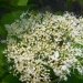 Hydrangée, Hortensia