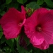 Hibiscus moscheutos 'Disco Belle F1 Rose'