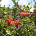 Hibiscus rosa-sinensis