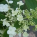 Hortensia paniculé