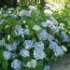 Hydrangea macrophylla 'Ayesha'