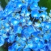 Hydrangea macrophylla