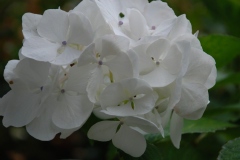 Hortensia 'soeur thérèse', Hydrangée 'soeur thérèse', Hortensia