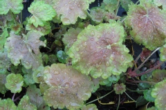 Heuchère 'miracle', Heuchère