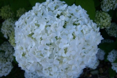 Hydrangea arborescens 'Annabelle'
