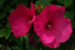 Ketmie des marais, Hibiscus des marais rose