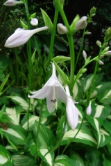 Hosta undulata