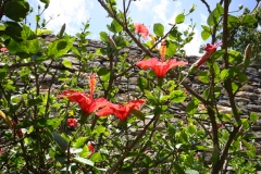 Hibiscus
