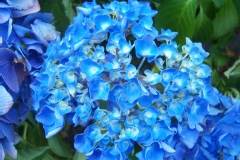 Hortensia à grandes feuilles