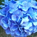 Hydrangea macrophylla