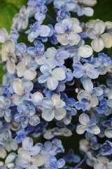 Hydrangée 'ayesha', Hydrangée, Hortensia 'ayesha', Hortensia