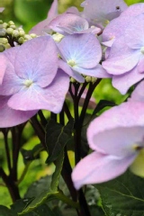 Hortensia 'zorro', Hydrangée 'zorro', Hortensia
