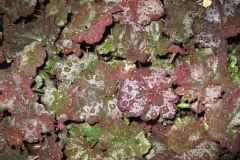 Heuchère 'obsidian', Heuchère