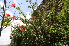Hibiscus