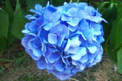 Hortensia à grandes feuilles