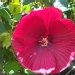 Hibiscus des marais rouge, Ketmie des marais