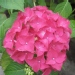 Hydrangea macrophylla