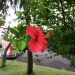 Hibiscus rosa-sinensis