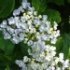 Hydrangea macrophylla 'Ayesha'