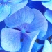 Hydrangea macrophylla