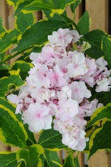 Hortensia 'gold rush', Hortensia