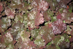 Heuchère 'obsidian', Heuchère