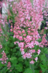 Heucherella 'bridget bloom'