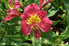 Hemerocallis
