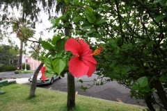 Hibiscus
