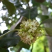 Ilex aquifolium