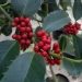 Ilex aquifolium 'Castanaeifolia'