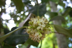 Ilex aquifolium