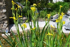 Iris des marais, Iris d'eau, Iris jaune