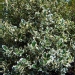 Ilex aquifolium 'Argentea Marginata'
