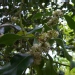 Ilex aquifolium