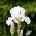 Iris 'Immortality'