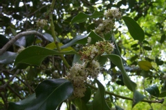Ilex aquifolium