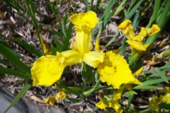 Iris des marais, Iris d'eau, Iris jaune