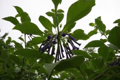 Iochroma