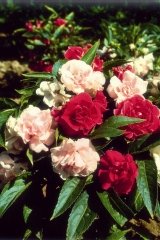 Balsamine à fleurs de camelia