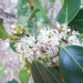 Ilex aquifolium