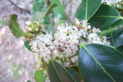 Ilex aquifolium